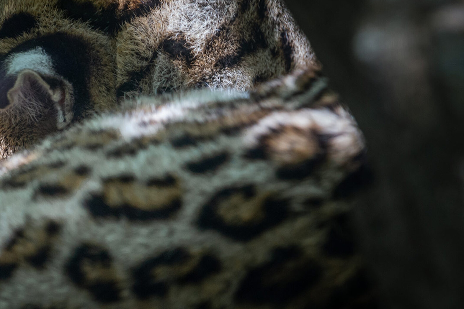 ProgExpert Ocelot – Espace de vente